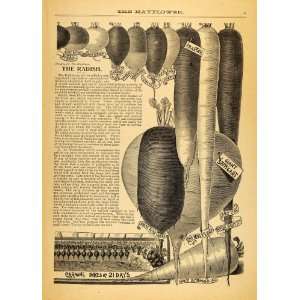 1893 Article Radish Turnip Vegetable Garden Food Olive 