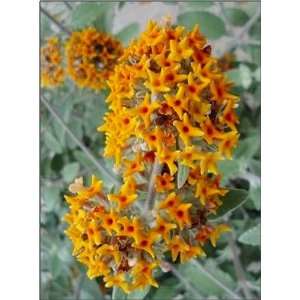   Grande Sweet Marmalade Butterfly Bush   Buddleia  Potted Sweet Aroma