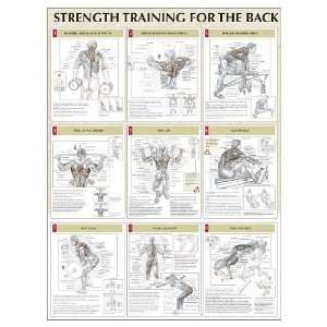  Strength Training For The Back Poster (Poster) Sports 