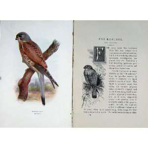 Kestrel Windhover 1901 Swaysland Wild Birds Colour:  Home 