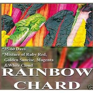 1 oz (1,900+) ORGANIC RAINBOW CHARD Swiss Chard Seeds 