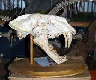 Museum Quality Machairodus giganteus real fossil skull for sale.