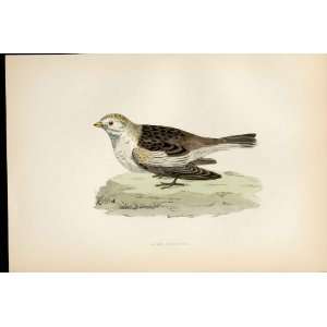   Hand Coloured Birds Snow Bunting Antique Print Hand Colored: Home