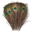 peacock feathers  