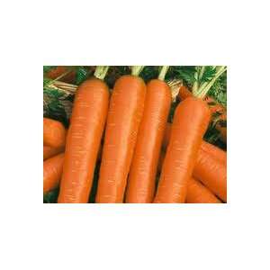  Scarlet Nantes Carrot Seeds Pack Patio, Lawn & Garden