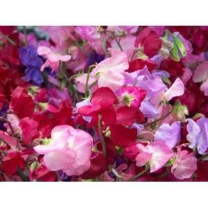    Sweet Pea Royal Mix Seeds **Fragrant** Patio, Lawn & Garden