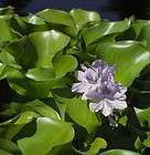 12  Water Hyacinth Plants Natures Filter for Ponds or Koi