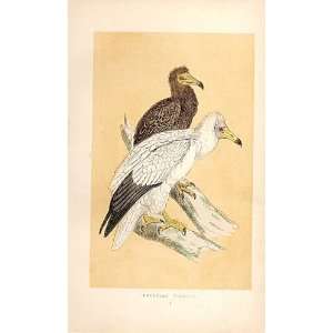  Egyptian Vulture British Birds 1St Ed Morris 1851