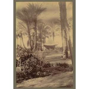  Thebes,Luxor,Egypt,palm trees,tent,1860 1900