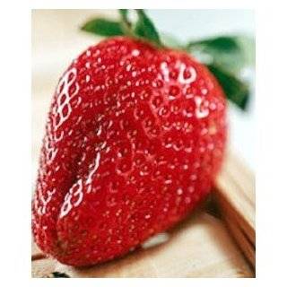Everbearing Picnic Strawberry 40 Seeds / Seed