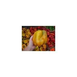  *Rare*SWEET* GIANT PERUVIAN PEPPERS *7 seeds*#1101 Patio 