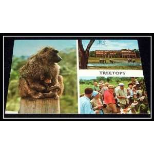   Kenya Treetops Resort 1970s Postcard [blank reverse] 