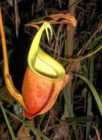 Nepenthes reinwardtiana   pitcher plant   10 seeds  