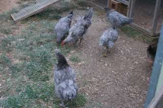 Blue Isbar Hatching Eggs   Extremely Rare Imported Breed BUY   IT 