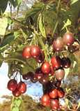  Tropica   Tropischer Tomatenbaum / Tamarillo (Cyphomandra 