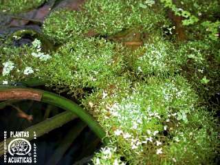 Topf Fittonia argyronauta, rot, Sumpflanze, Terrarium  