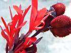10 Red Small canna lily seeds, not plant, flower, pond