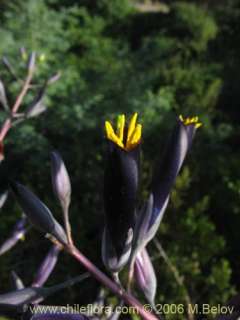 Puya coerulea var. monteroana (type Talca). 100 fresh s  
