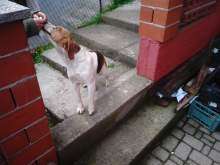 Beagle Annunci per Animali e Accessori   Animali e cuccioli in vendita 
