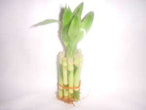 LOT 5 LUCKY BAMBOO PLANT STEMS 4 inch FENG SHUI  
