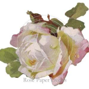 Victorian Charm White Beautiful Cabbage Rose Decals  