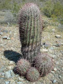 50 Red Barrel Cactus seeds Arizona barrel cactus Ferocactus 