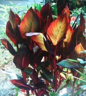 Red Orange Tropicana Canna Lily Rhizomes Bulbs, Ready to Planti 