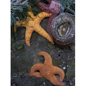 : Ochre Sea Stars on Rialto Beach, Olympic National Park, Washington 