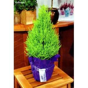  Lemon Scented Goldcrest Cypress Tree   Indoors/Out Patio 