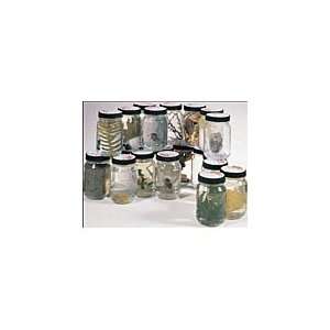  Temperate Deciduous Forest Biome Jar Set Toys & Games