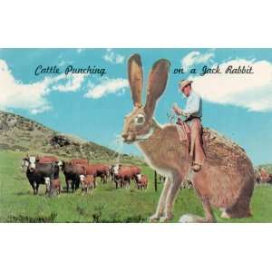 Post Cards CATTLE PUNCHING IN THE WEST ON A JACK RABBIT, #DR 53274 B 