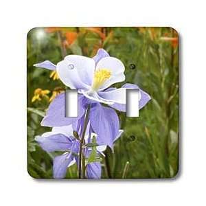 Bob Kane Photography Flowers   Blue Columbine (Colorado State Flower 