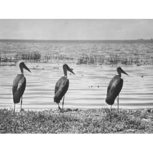 Three Storks Standing on Shore of Lake Edward in Albert National Park 