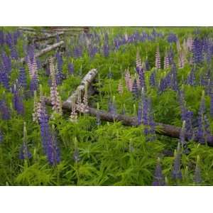 Lupines Grow Around a Fence on Prince Edward Island, Canada Stretched 