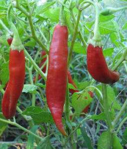 Hatch (NM) Chile Pepper Seeds   Over 800 seeds  