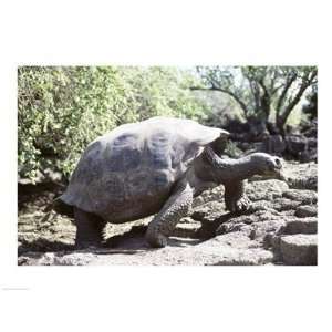 Galapagos Giant Tortoise Galapagos Islands Ecuador FINEST BRAND CANVAS 