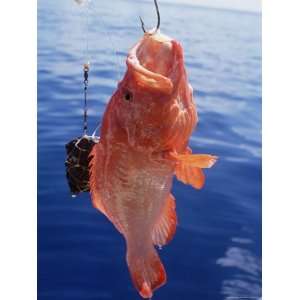 Fish Hanging from Hook, Northeast Coast, Island of Praslin, Seychelles 