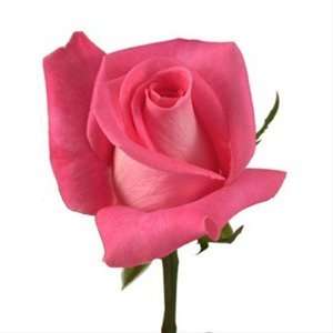 Send Fresh Cut Flowers   200 Long Stem Pink Roses Wholesale:  