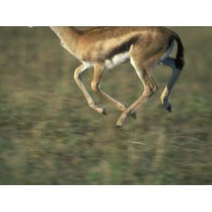  Blurred Running Thomsons Gazelle, Masai Mara Game Reserve 