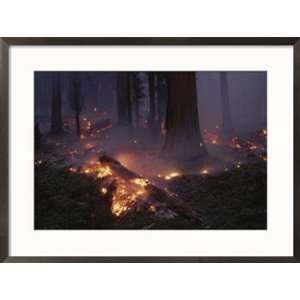  View of a controlled fire in a stand of giant sequoia trees 