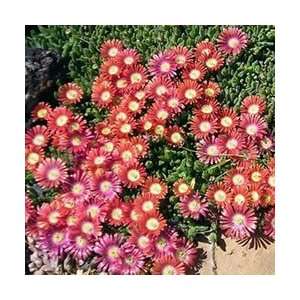  Ice Plant   Red Mountain Perennial Flower: Patio, Lawn 