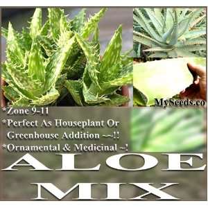 20 Aloe Seeds Mix   Excellent House Plants succulent 4 Greenhouse home 