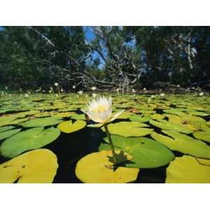  Water Lilies, Jardine River, Cape York Peninsula 