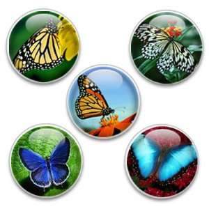  Decorative Magnets or Push Pins 5 Big Butterflies: Kitchen 