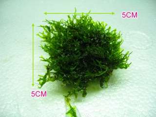 Pellia PAD / Monosolenium tenerum   Live aquatic plant  