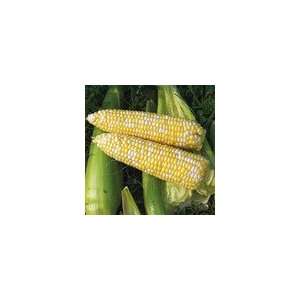  Corn Revelation Hybrid Seeds Patio, Lawn & Garden