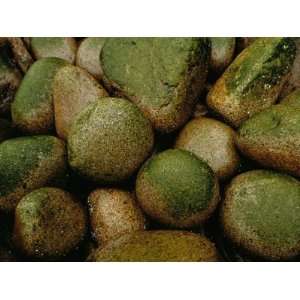  Close View of Moss Covered Stones in Rain Photographic 
