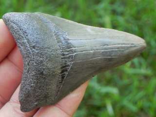 3a Serrated Megalodon Shark Tooth Fossil EXTINCT FOSSIL MEGALODON 
