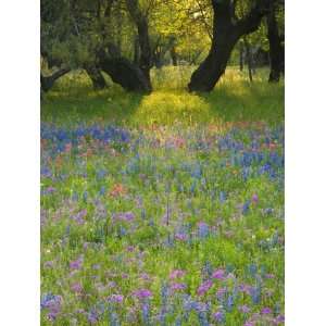  Oak Trees, Field of Texas Blue Bonnets and Phlox, Devine, Texas 