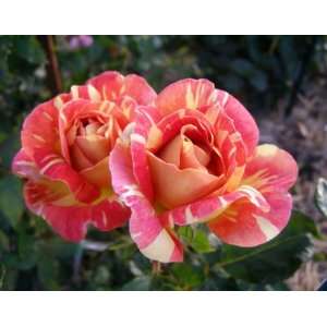  Harry Wheatcroft Rose Seeds Packet: Patio, Lawn & Garden